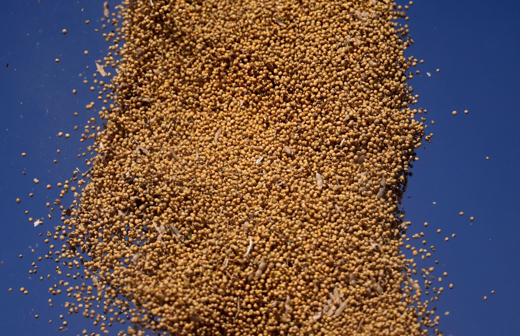 Soybean harvest in West Alton